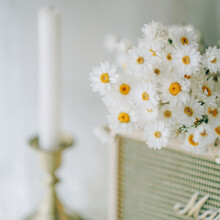 罗丹斯小雏菊干花鲁丹鸟风干真花舒雅家居装饰摄影干花摆件 白色罗丹丝(一束) 干树枝