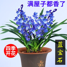 建兰四季兰 蓝宝石有香味的兰花苗 夏带花苞出售花卉好养兰花盆栽 建兰蓝宝石2苗