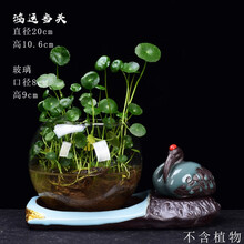 尘菁 绿萝水培容器玻璃透明花瓶创意桌面装饰小摆件插花水养植物铜钱草花盆器皿 【汝金12#+哥窑28+圆球玻璃】 中