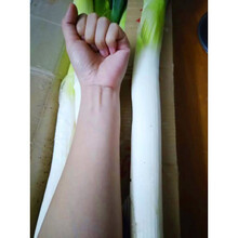 现发特级山东章丘大葱新鲜蔬菜甜葱蘸酱特级5斤铁杆 10斤