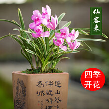 浓香型四季兰 金边矮种兰花苗兰花盆栽阳台花卉植物兰草室内 仙客来7苗送植料 裸根不带土