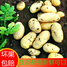 【2021新土豆】山东新鲜黄心富硒荷兰土豆小洋芋马铃薯20g-300g 5斤【净重】 大号土豆