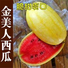 10个品种西瓜种子高产甜早熟8424西瓜种子四季高产薄皮特大水果 金美人西瓜100粒