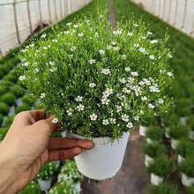满天星鲜花种植盆栽勿忘我观花植物室内四季开花不断带花好养艺联家 满天星【仙女白】 下单就+【通用符合肥】