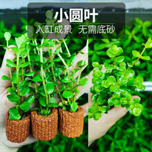 不用泥的水草无土定植水草造景懒人新手入门级净化水质的水草活体 红色 小圆叶定植3个