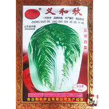 一播大地 大白菜种子 娃娃菜种子 快菜种子 申荣大白菜种子 易种 义和秋大白菜种子原装10g