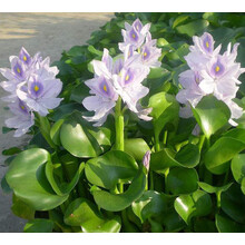 水葫芦植物 水生 水养植物 鱼缸池塘水池 种植花卉 好养 10株水葫芦（不带花） 不含盆