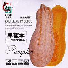 一播大地 密本南瓜种子 金勾南瓜种子贝贝南瓜蔬菜种子菜籽 庭院种菜 盆栽 易种 食用面甜可口春播种 早密本南瓜种子原装5g