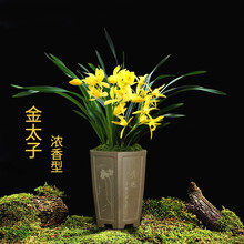 超香兰花 蓝宝石 当年开花 满屋飘香兰花苗 大花室内四季常青花卉 5苗连体【金太子】