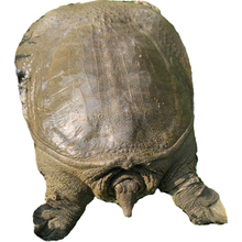 外塘大甲鱼活体食用甲鱼宜脚鱼团鱼王八中华鳖苗水鱼批发冷水 1.5-1.3斤  野外甲鱼