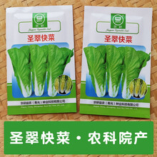 快菜种子小白菜籽小白菜种籽苗春秋冬季青蔬菜菜种籽大全种孑 圣翠快菜100g原装农科院出品 农科院高品质