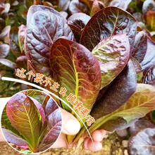 玻璃生菜种子四季播大速生菜种籽脆嫩青菜籽阳台盆栽蔬菜种孑易活 咖啡香麦菜/原包装5克