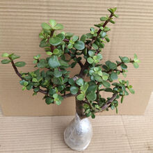 轻奢芊阙金枝玉叶多肉老桩盆栽室外盆景室内净化空气防辐射花卉好养绿植 金枝玉叶老桩一颗