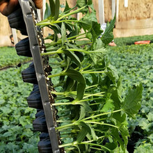 丝瓜种子荷兰进口长丝瓜种籽线丝瓜香丝瓜高产中绿丝瓜苗四季 美玉丝瓜苗12棵