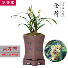 华香园绿植花卉 兰花苗 浓香四季兰建兰  【金荷】 办公室内盆栽盆景耐阴植物菖蒲多肉不带花苞 金荷 1棵3苗 带花苞 裸根发货