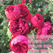 欧月藤本月季玫瑰蔷薇花苗爬藤植物四季开花庭院盆栽浓香特大花卉 【红色龙沙宝石】中苗/爬藤 不含盆