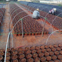 其六玻纤杆农用小拱棚支架蔬菜花卉育苗保温棚拱杆支架玻璃钢弹力棒 7mm粗2.2米20根