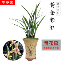 华香园绿植花卉 兰花苗【黄金彩虹】建兰四季兰 浓香型 不带花苞帝王妃 办公室内盆栽盆景多肉耐阴绿植 黄金彩虹  一颗5苗 带花苞 裸根发货