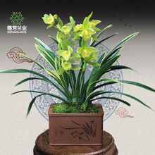 德芳兰业 金边兰花苗不带花苞 浓香型 室内阳台 蕙兰金凤冠 四季花卉植物盆栽 好养包 3苗连体不带花带简易盆