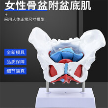 女性骨盆生殖器模型 女性盆腔结构 膀胱盆底肌肉康复 女性盆底肌模型可拆卸骨盆生殖器官韧带子宫产后康复 骨盆附盆底肌及子宫（有底座）