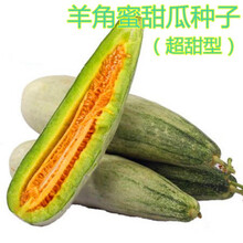 冰美人甜瓜 绿宝石甜瓜种子 绿皮绿壤薄皮香瓜种子含糖超18度 羊角蜜1000粒原装