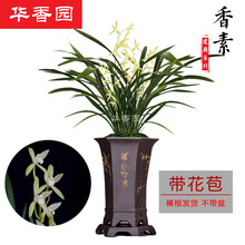 华香园绿植花卉 兰花苗 【香素】 建兰四季兰大凤素不带花苞办公室内盆栽花卉盆栽盆景水培多肉耐阴绿植物 香素 1棵7苗 带花苞 裸根不带盆