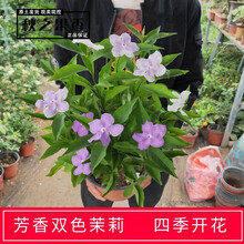 老桩茉莉花苗盆栽室内花卉观花植物四季好养开花不断绿植虎头茉莉双色茉莉花盆栽 双色茉莉大盆苗