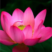 河塘种藕 莲藕种苗 盆栽莲花种藕 盆栽种根碗莲种藕种苗 红露 不含盆