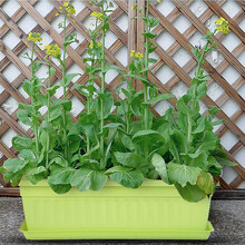 奥美优 种菜盆 阳台室内蔬菜种植盆 12L加厚塑料长方形花盆 家庭种菜庭院养花盆 带托盘 LZ7312