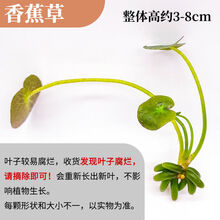 水草植物活真草懒人鱼缸水草造景套餐装饰增氧入门级皇冠莫斯沉木 香蕉草