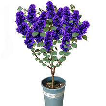 丁香花树苗蓝色风暴浓香花苗花卉植物耐寒庭院四季室外别墅白紫丁香花盆栽 蓝色风暴【4年丛生苗当年开花 不含盆