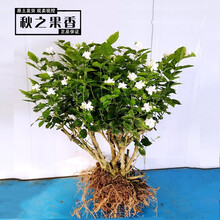 老桩茉莉花苗盆栽室内花卉观花植物四季好养开花不断绿植虎头茉莉双色茉莉花盆栽 白茉莉9年苗1棵