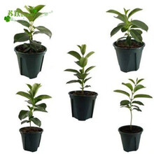 万里飘香藤′花苗双喜藤四季开花卉攀爬绿植物盆栽室内阳台带花苞 红色五棵【店主强力】 原土发货