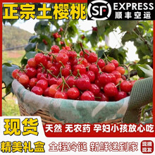 麦果妮四川大凉山小樱桃攀枝花米易黄草土恩桃儿车厘子樱桃新鲜孕妇水果 1斤(净重) 家庭实惠装（顺丰空运）