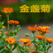 各种花种子夏季花种子易种四季易活室内室外适合夏天种的花种 金色 金盏菊30粒