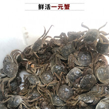 鲜美惊 螃蟹鲜活一元蟹河蟹小毛蟹小螃蟹活体蟹全公母0.3-0.8两只 【大闸蟹 全母】1.8-1.5两6只