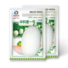 中科茂华瓜果种子中科蜜一号厚皮甜瓜种子香瓜种籽白皮果肉厚20粒