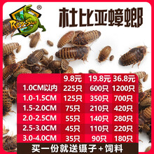 杜比亚蟑螂繁殖组幼体蜥蜴守宫乌龟龙鱼活饵饲料超樱桃蟋蟀 2.5-3cm80只 （下面论斤更划算）