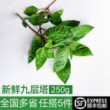 绿食者 新鲜九层塔250g 新鲜蔬菜金不换鱼香草 三杯鸡冬阴功厨房香料 100g