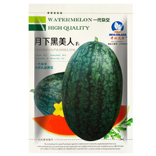 美农汇 小型礼品西瓜种籽山东全美2k4k小西瓜种子黄皮西瓜薄皮早春红玉小西瓜籽特色绿皮黄瓤西瓜种子 黑美人西瓜种子100粒