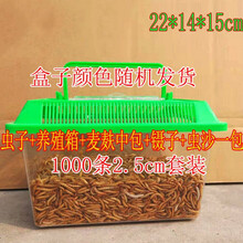 面包虫活体 黄粉虫活虫鲜活虫种虫金龙鱼石蛙仓鼠蜥蜴乌龟饲料 2000条2cm+养殖盒套餐