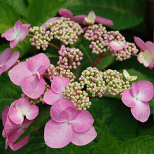 【虹越】绣球花盆栽苗 重瓣大花系列绣球花苗 多品种花色丰富 阳台庭院花卉 塔贝 1加仑