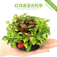 大九叶皇冠草真水草鱼缸装饰活体懒人水草淡水有茎类中后景阴性草 红混绿波陀