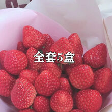 冰葡萄星空假水泥史莱姆大盒便宜起泡胶少女心夏季玩具透明胶 全套五盒（富婆专拍） 400ml(超大盒 更好玩）送礼品