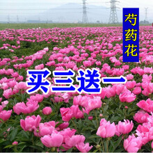 蝶遇 夏季耐寒户外多年生宿根种根花根花卉植物公园花园花种子易种芍药种球花苗盆栽花种四季种易活庭院花草 大花芍药种根50个