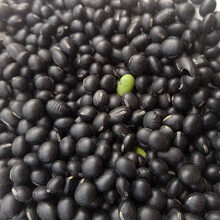 早黄豆种子农家自种大豆种籽特大高产早熟专用能发芽生豆芽10斤小 黑黄豆1斤种子 【精选种子】