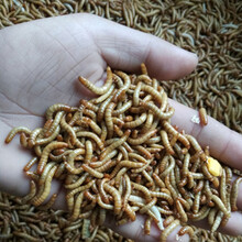 泽驭名宠（ZEYU MINGCHONG）面包虫活体黄粉虫活虫鹦鹉鱼乌龟金龙鱼石蛙饲料 批发2斤虫【实惠款】送饲料