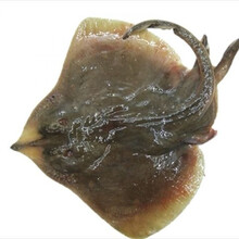 老板鱼魔鬼鱼海鱼新鲜鱼偏口鱼蝶鱼鳐鱼海鲜鱼 2-3斤(一条)