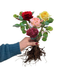 玫瑰花苗盆栽老根四季开花绿植物不断花卉特大花月季室内外庭院 混色六棵装【备注品种序号】 不含盆