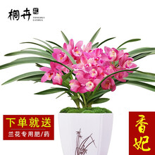 桐卉兰花 建兰四季兰花苗 香妃 红贵妃 矮种浓香兰花卉盆栽室内绿植物 香妃4苗带盆种好+肥药